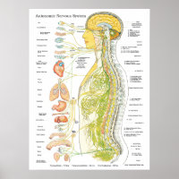 Autonomic Nervous System Chiropractic Poster