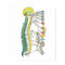 Autonomic Nervous System Poster