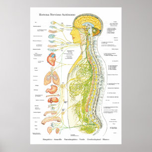 Autonomic Nervous System Poster in Spanish Medical