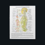 Autonomic Nervous System Tear Off Pad<br><div class="desc">Autonomic Nervous System Pad. This colourful classic image shows the autonomic nervous system in relation to the spine and the internal organs. The nerves are colour coded representing the sympathetic, parasympathetic and cerebralspinal system. Chiropractic pad tear off sheets that match our chiropractic posters for patient education and report of findings....</div>