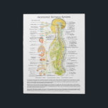 Autonomic Nervous System Tear Off Pad<br><div class="desc">Autonomic Nervous System Pad. This colourful classic image shows the autonomic nervous system in relation to the spine and the internal organs. The nerves are colour coded representing the sympathetic, parasympathetic and cerebralspinal system. Chiropractic pad tear off sheets that match our chiropractic posters for patient education and report of findings....</div>
