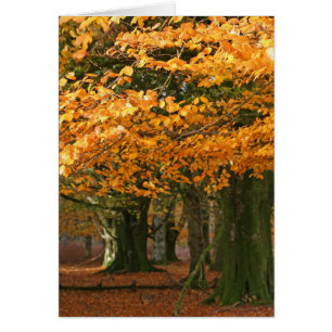 Autum beech trees card