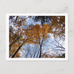 Autum Colours and Sky Postcard