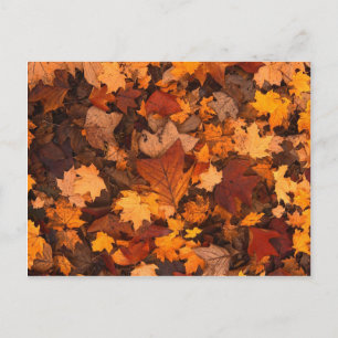 Autum Leaves Postcard