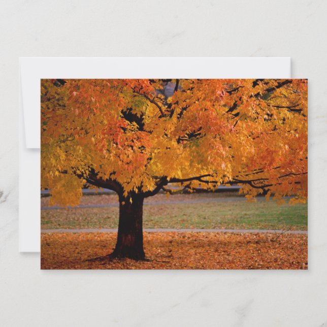 autumn (1) (Front)