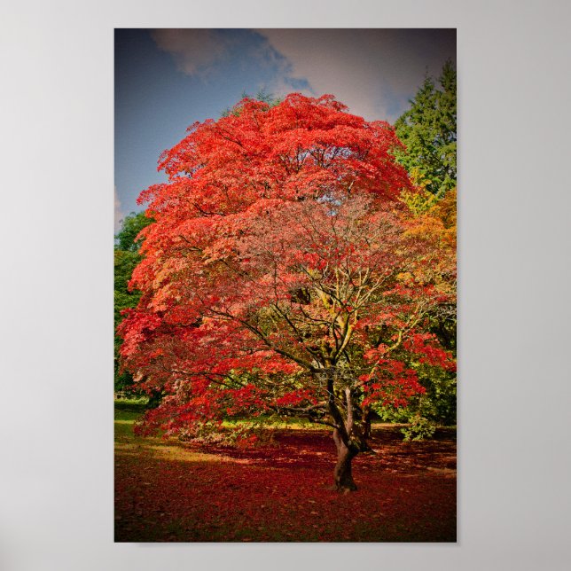 Autumn Acer Tree Westonbirt Arboretum Cotswolds Poster (Front)