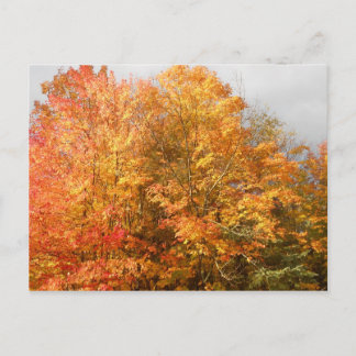 Autumn Adirondacks Trees Scene Landscape Postcard