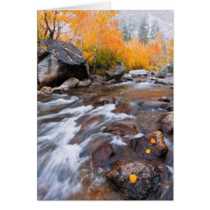 Autumn along Bishop Creek, CA