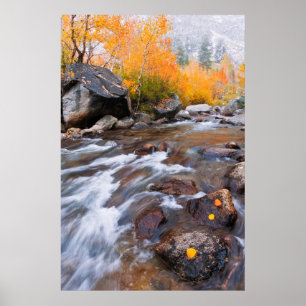 Autumn along Bishop Creek, CA Poster