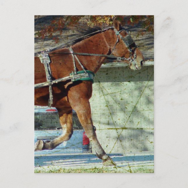Autumn Amish Buggy Horse Postcard (Front)