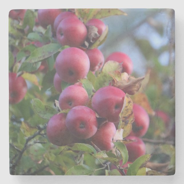 Autumn Apple Stone Coaster (Front)