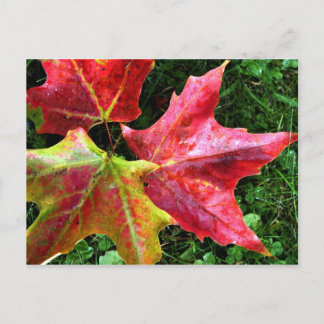 Autumn Arrives Postcard