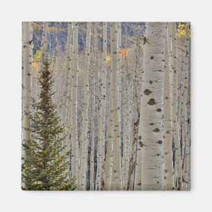 Autumn Aspen Groves Colorado Rocky Mountains Magnet