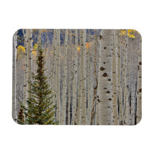 Autumn Aspen Groves Colorado Rocky Mountains Magnet