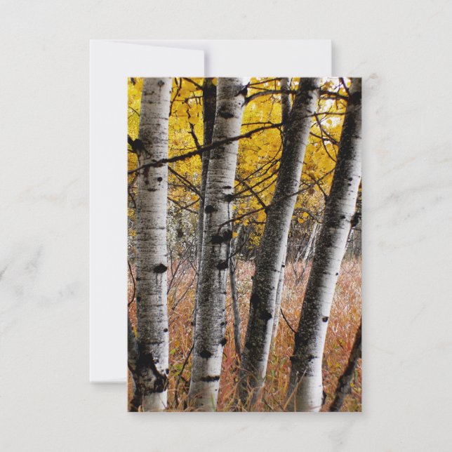 Autumn Aspens - Blank Note Card (Front)