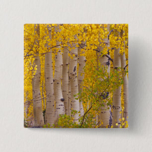 Autumn aspens in Kebler Pass in Colorado. 15 Cm Square Badge