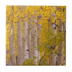 Autumn aspens in Kebler Pass in Colorado Ceramic Tile