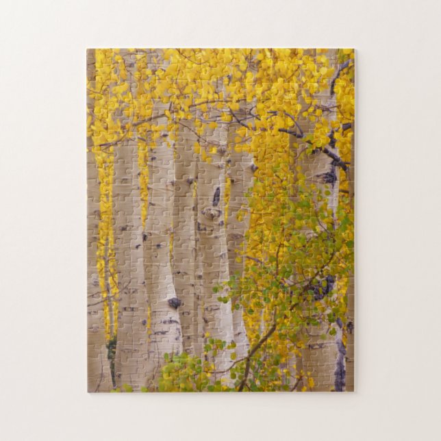 Autumn aspens in Kebler Pass in Colorado Jigsaw Puzzle (Vertical)
