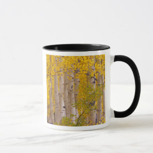 Autumn aspens in Kebler Pass in Colorado. Mug