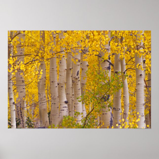 Autumn aspens in Kebler Pass in Colorado. Poster (Front)