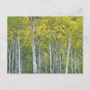 Autumn aspens in McClure pass in Colorado. Postcard
