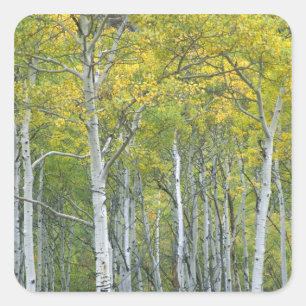 Autumn aspens in McClure pass in Colorado. Square Sticker