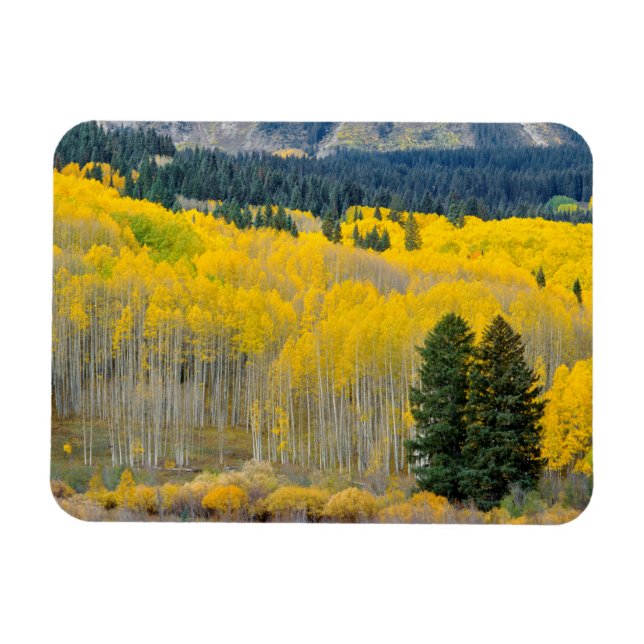 Autumn Aspens in the Ruby Range Magnet (Horizontal)