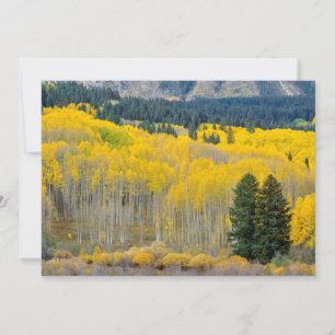 Autumn Aspens in the Ruby Range Thank You Card
