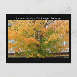 Autumn Beauty Hot Springs, Arkansas Apparel Gifts Postcard