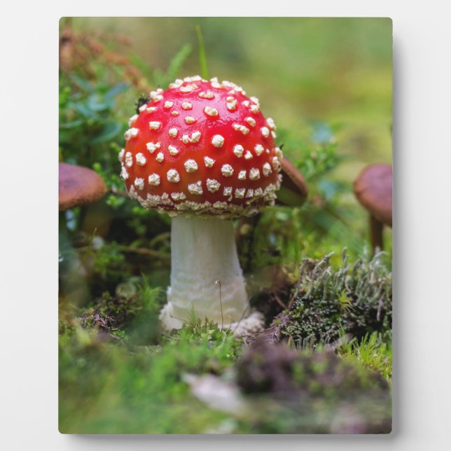 Autumn Beauty Plaque (Front)