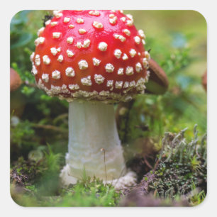 Autumn Beauty Square Sticker