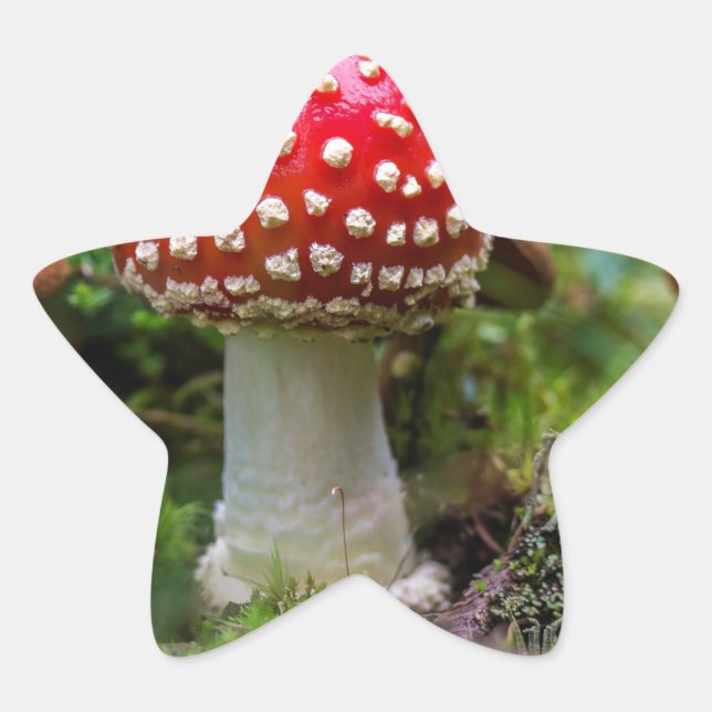 Autumn Beauty Star Sticker (Front)