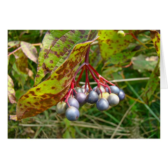 Autumn Berries (Front Horizontal)