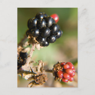 Autumn Berries Postcard
