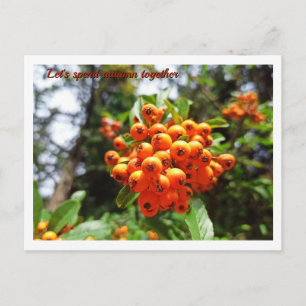 Autumn Berry Sunny Forest Postcard