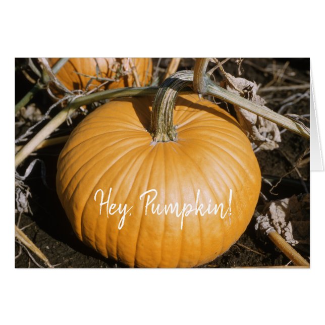 Autumn Big Orange HALLOWEEN Pumpkin Fall Squash (Front Horizontal)