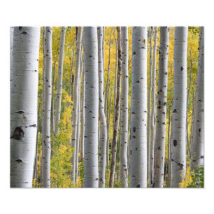 Autumn Birch Forest Photo Print