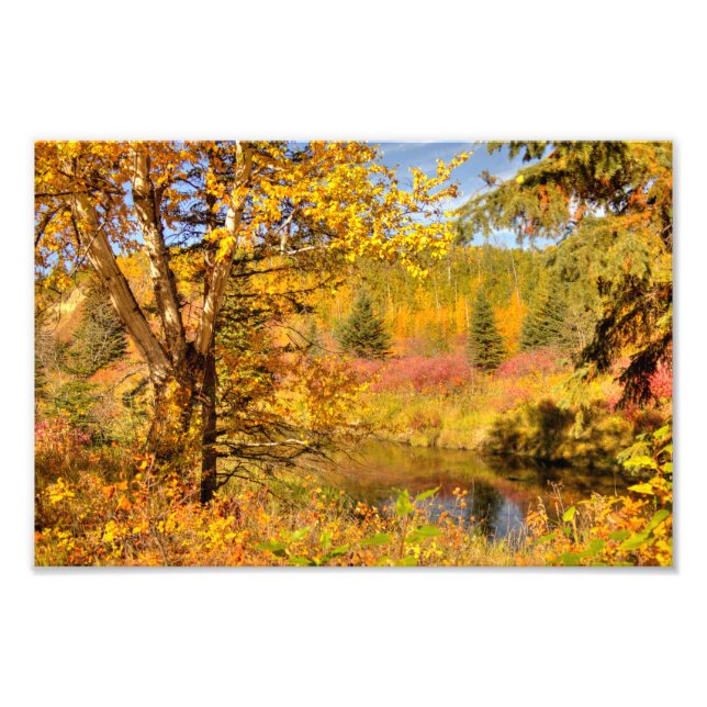 Autumn Birch Tree Photo Print (Front)