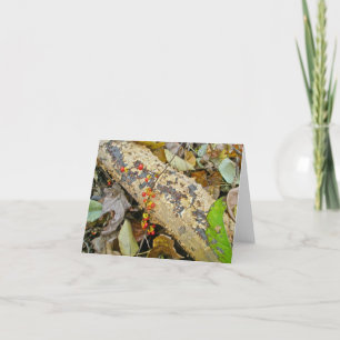 Autumn Bittersweet Vine Note Card
