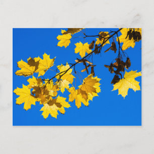 Autumn Blues Postcard