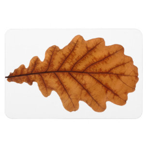 Autumn brown oak leaf magnet