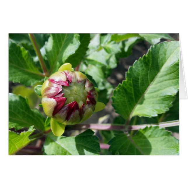 autumn bud (Front Horizontal)