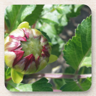 autumn bud coaster
