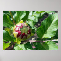 autumn bud