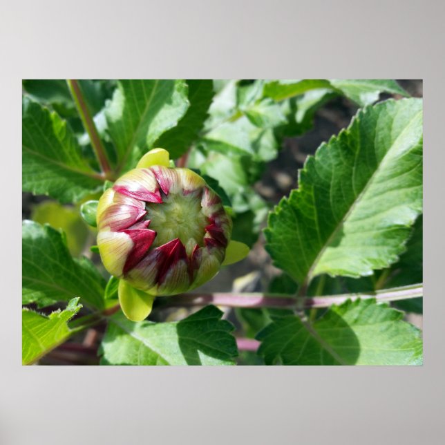 autumn bud poster (Front)