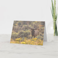 Autumn Bull Elk Custom Thinking of You