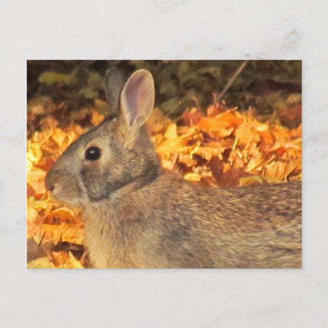 Autumn Bunny Postcard (Front)