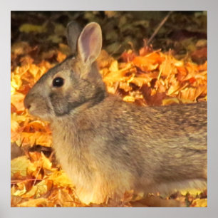 Autumn Bunny Poster