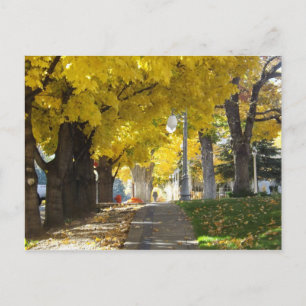 Autumn Canopy Postcard
