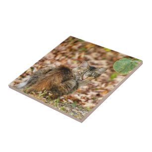 Autumn Cat Ceramic Tile